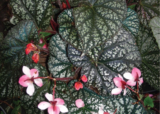 B. ‘Yorke’s Rondo’